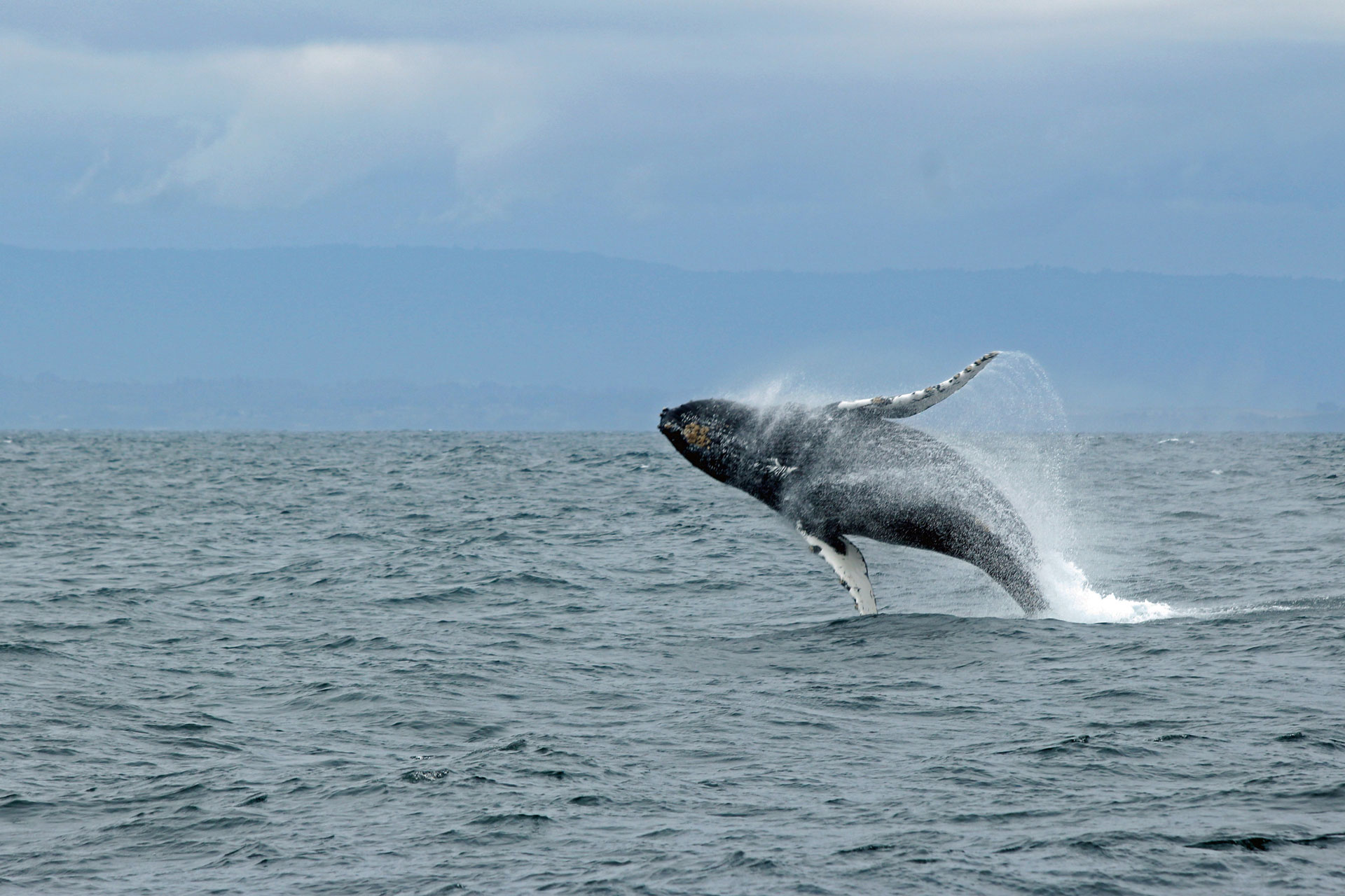 Whale breach. Photo